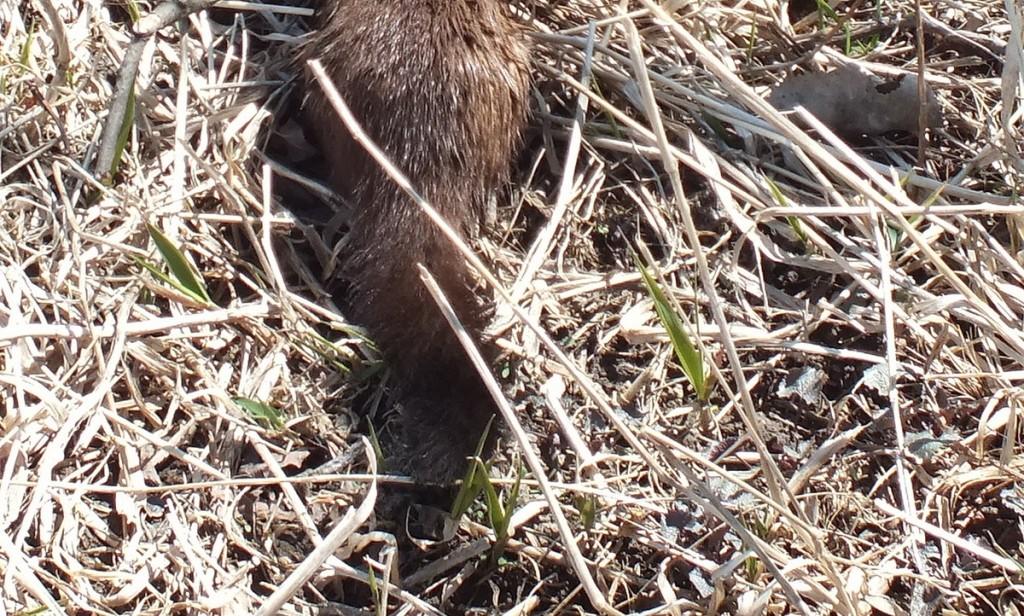 Mink Hunts Muskrats in Ontario Swamp Weasel - black tipped tail