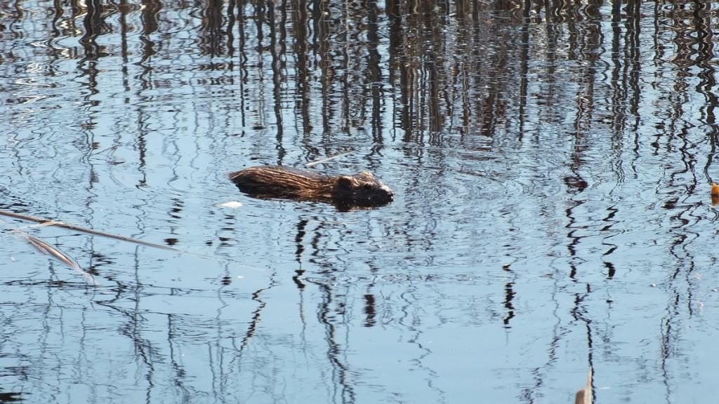 Mink Hunts Muskrats in Ontario Swamp Muskrat baby - sits in middle of pond - Mississauga - Ontario