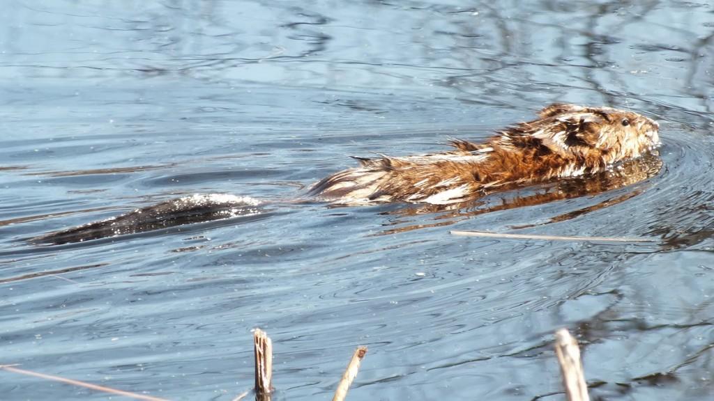 Mink Hunts Muskrats in Ontario Swamp Muskrat baby swims with tail in water - Mississauga - Ontario