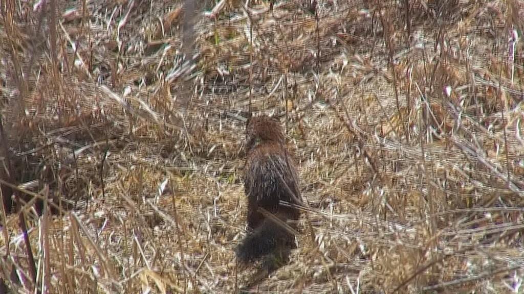 Mink Hunts Muskrats in Ontario Swamp weasel heads after muskrats
