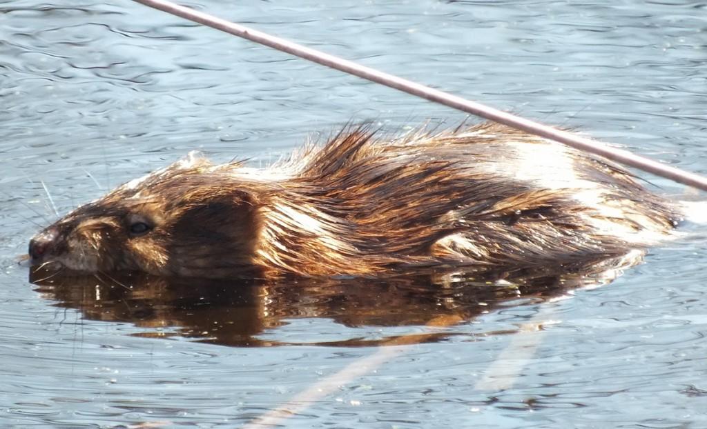 Mink Hunts Muskrats in Ontario Swamp Muskrat's furry back - Mississauga - Ontario