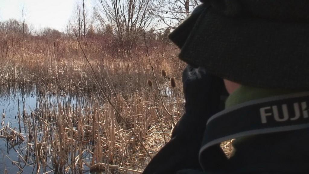 Mink Hunts Muskrats in Ontario Swamp Jean takes a picture of Muskrat swamp