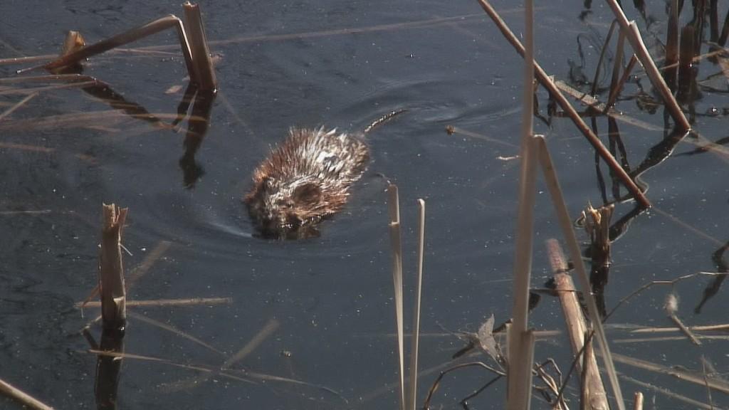 Mink Hunts Muskrats in Ontario Swamp muskrat baby looks at me
