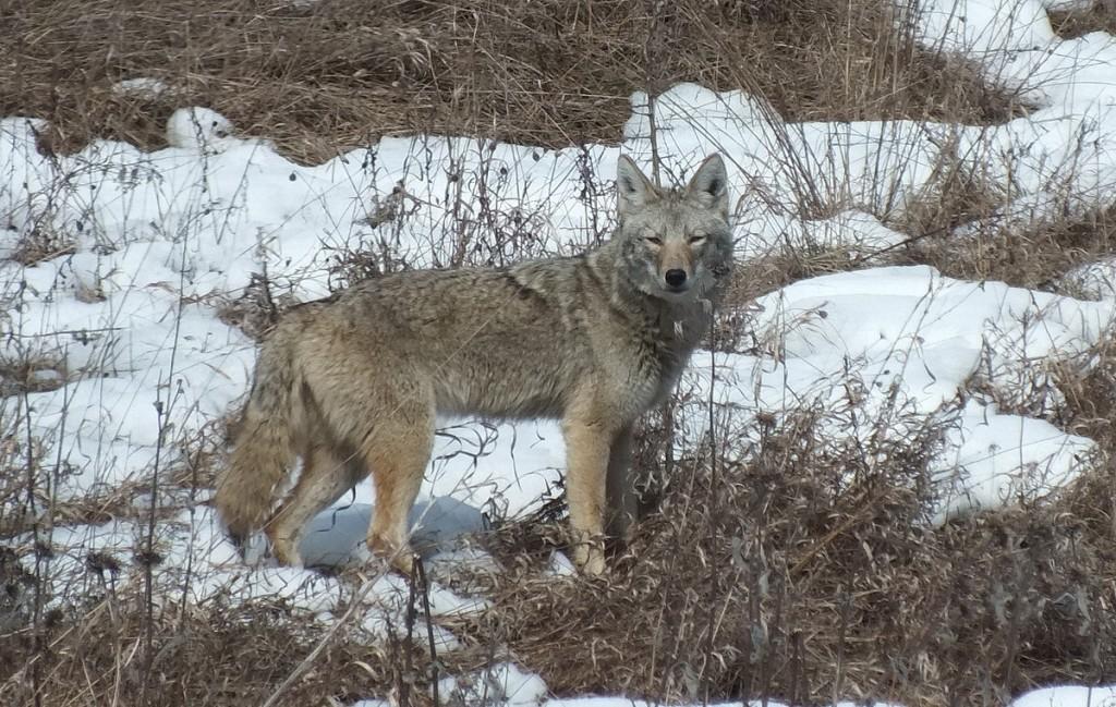 Mink Hunts Muskrats in Ontario Swamp A wild Coyote gives me a look as it stands in a snow covered field in the Claireville Conservation Area, in Toronto - Ontario March 8, 2013