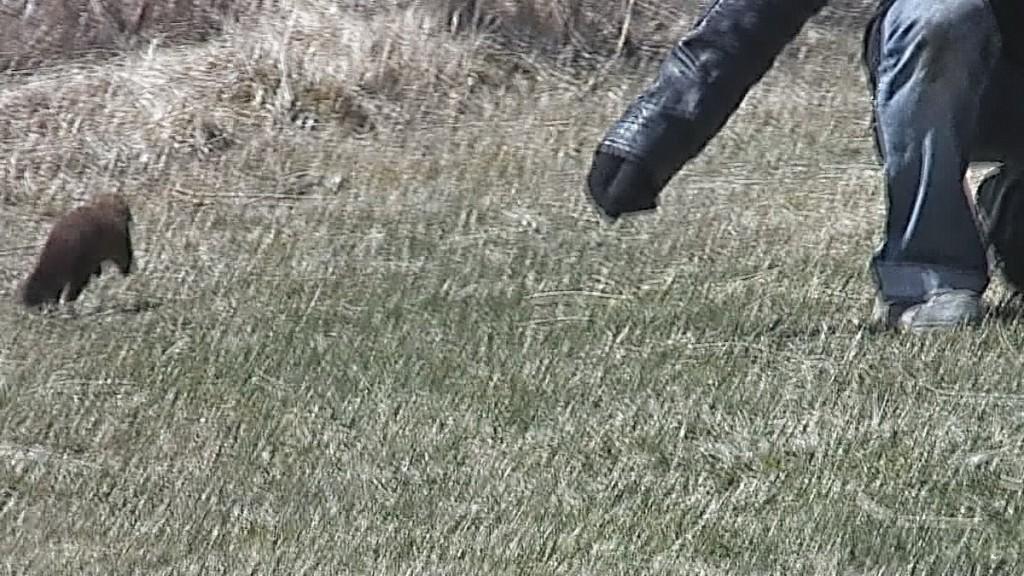 Mink Hunts Muskrats in Ontario Swamp man holds out his hand to passing weasel