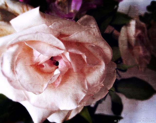 A shabby chic pink rose with a tiny heart center, fading yet still elegant with a vintage texture applied giving it an antique look.