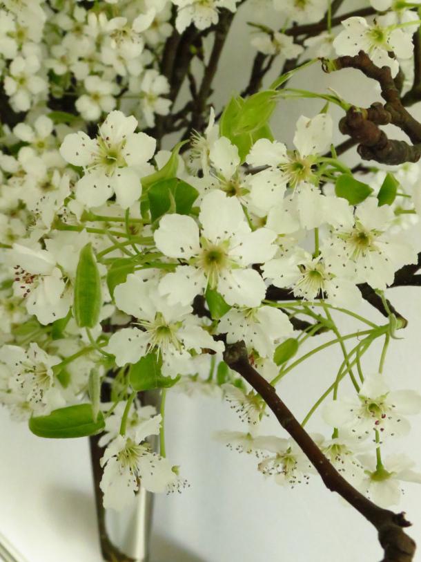 Blooming Pear Branches