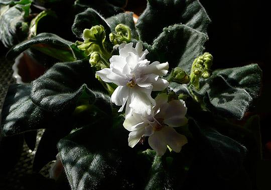 Growing African Violets