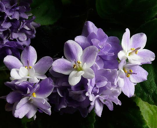 Growing African Violets