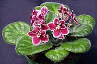 Growing African Violets