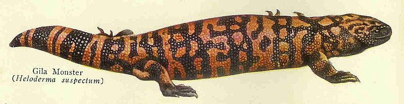 Soaking in a Hot Lithium Spa with a Gila Monster