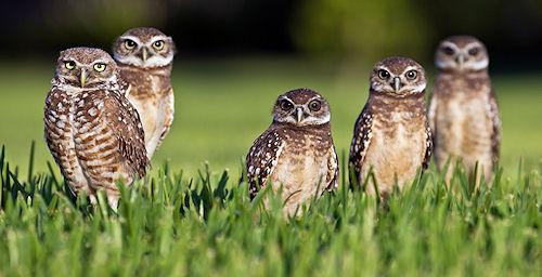 20 Amazing Pictures Of Burrowing Owls