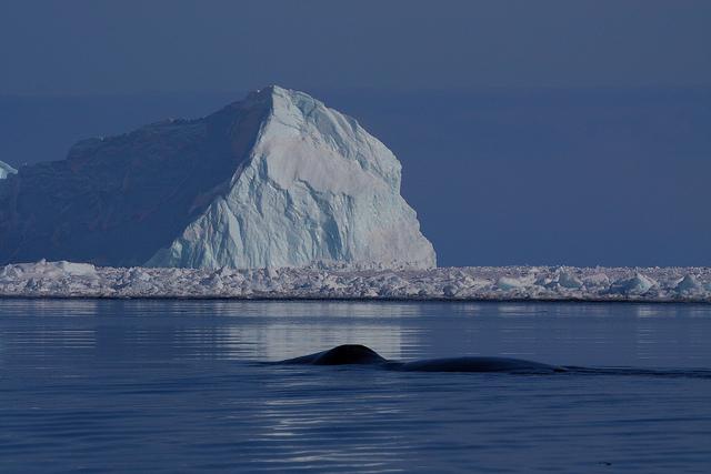 how-whales-survived-the-ice-age-paperblog