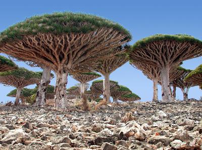 Socotra unique dragon blood trees