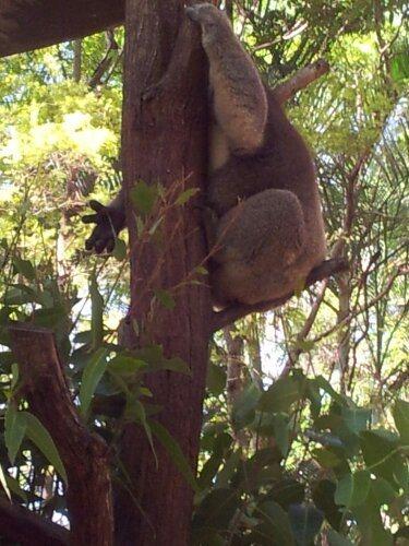 Alma_Park_Zoo_Brisbane