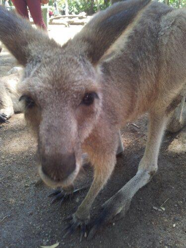 Alma_Park_Zoo_Brisbane