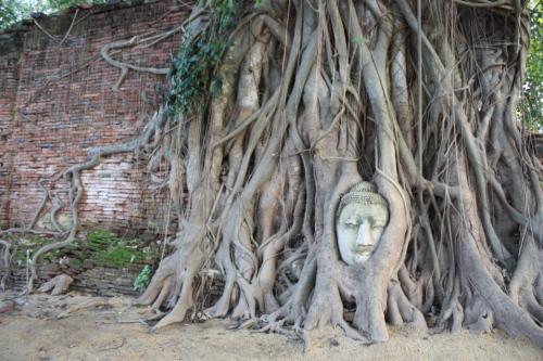 DAILY PHOTO: Buddha Head at Wat Mahathat Strangler fig chokes the Buddha