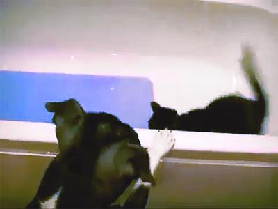 VIDEO: Witness this DOG Pushing a Cat into a Bathtub!