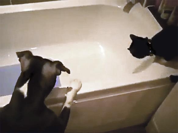 VIDEO: Witness this DOG Pushing a Cat into a Bathtub!