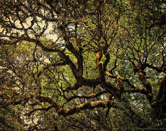 A majestic California oak with twisted mossy branches catches the golden sunlight filtering through its canopy.