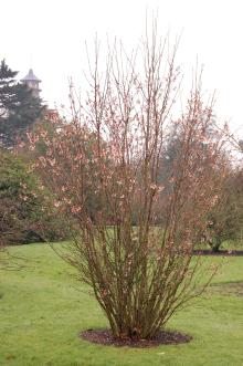 Prunus nipponica var kurilensis (23/03/2013, Kew Gardens, London)