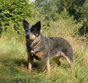 Australian Cattle Dog Australian Cattle Dog