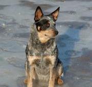 Australian Cattle Dog Australian Cattle Dog