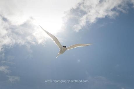 Photo - tern diving out of the sun, protecting its territory