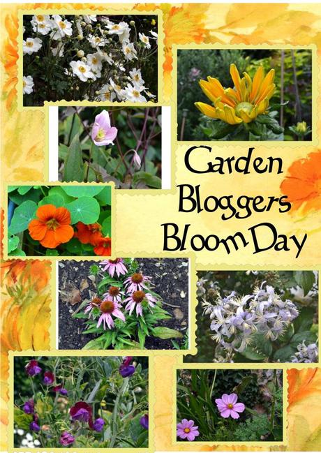 Garden Bloggers Bloom Day – August 2011