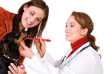 Common Dental Problems in Dogs Common Dental Problems in Dogs