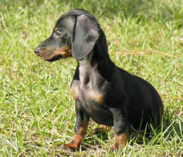 All about Dachshund Dog All about Dachshund Dog