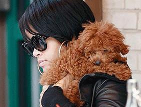 Celebrity Idol with their dogs Celebrity Idol with their dogs