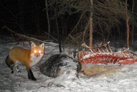 Red fox at moose carcass night APP 2.11 by Earth Tracks Outdoor School and Wilderness Canoe T