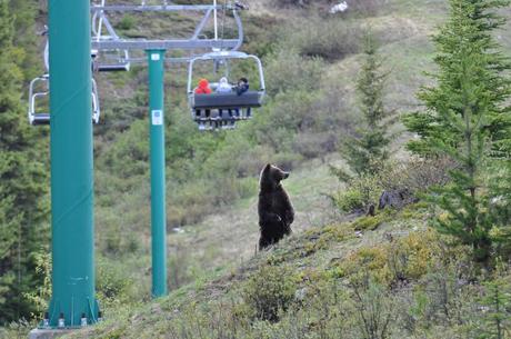 Bear Without Hair