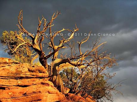 2011 - April 20th - Rattlesnake Arches, McInnis Canyons National Conservation Area / Black Ridge Canyons Wilderness 2011 - April 20th - Rattlesnake Arches, McInnis Canyons National Conservation Area / Black Ridge Canyons Wilderness