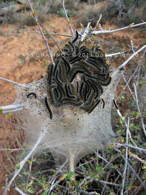 2011 - April 20th - Rattlesnake Arches, McInnis Canyons National Conservation Area / Black Ridge Canyons Wilderness 2011 - April 20th - Rattlesnake Arches, McInnis Canyons National Conservation Area / Black Ridge Canyons Wilderness