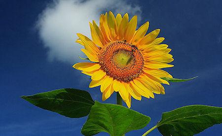 The Strange History Of The Sunflower