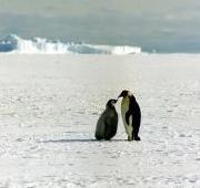Emperor Penguin Emperor Penguin