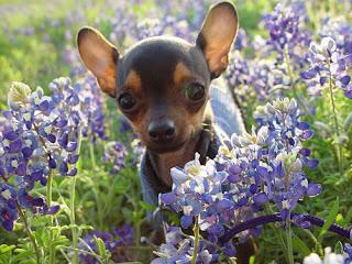 Photos: Cute Dogs Celebrate Springtime