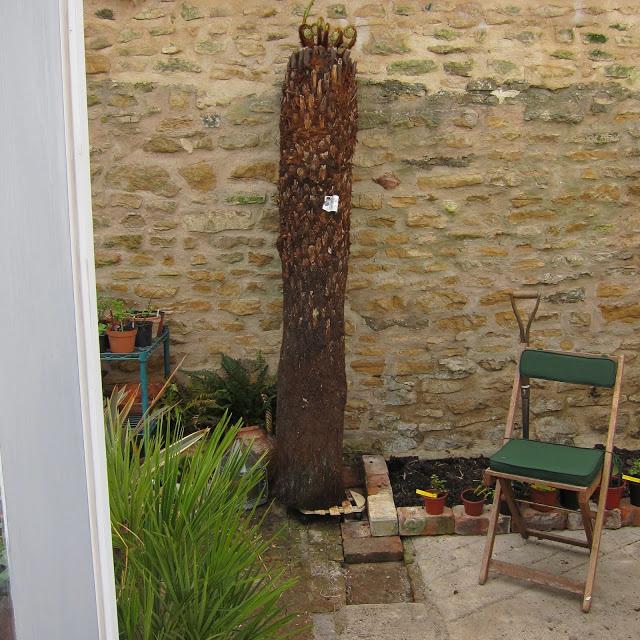 Tree Fern or telegraph pole ?