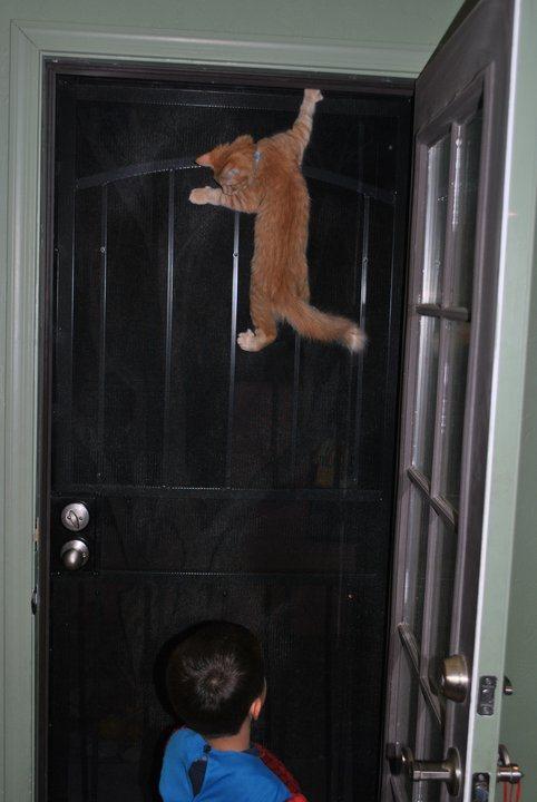 The Eve of Destruction, #658 Super Kitty