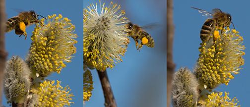 Shopping list for “ambrosia” bee-bread: a photographic recipe from the experts! bees3small