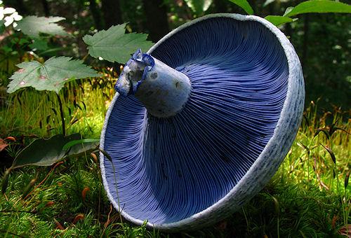 15 Of The Most Fascinating Looking Fungi In The World