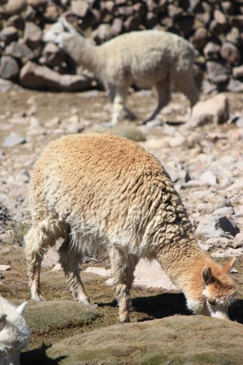 DAILY PHOTO: Vicuña in the Peruvian Wilds Taken in Blanca National Reserve in 2010
