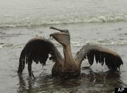 Florida Sues BP on Third Anniversary of Gulf Oil Spill