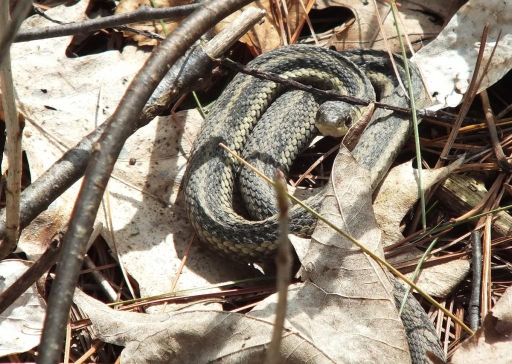 garter snake coiled up in leaves - thicksons woods - whitby