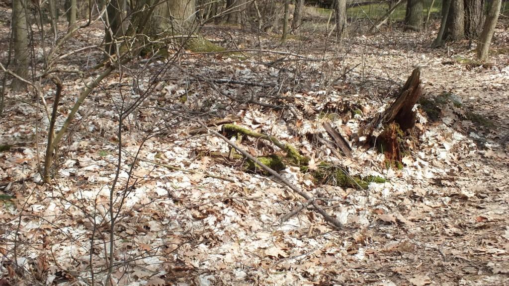 garter snake nest in rotten tree trunk - thicksons woods - whitby