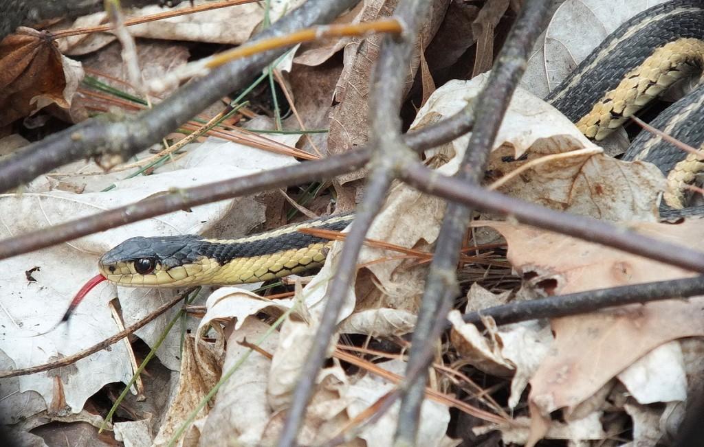 garter snake shows its complete red tongue - thicksons woods - whitby