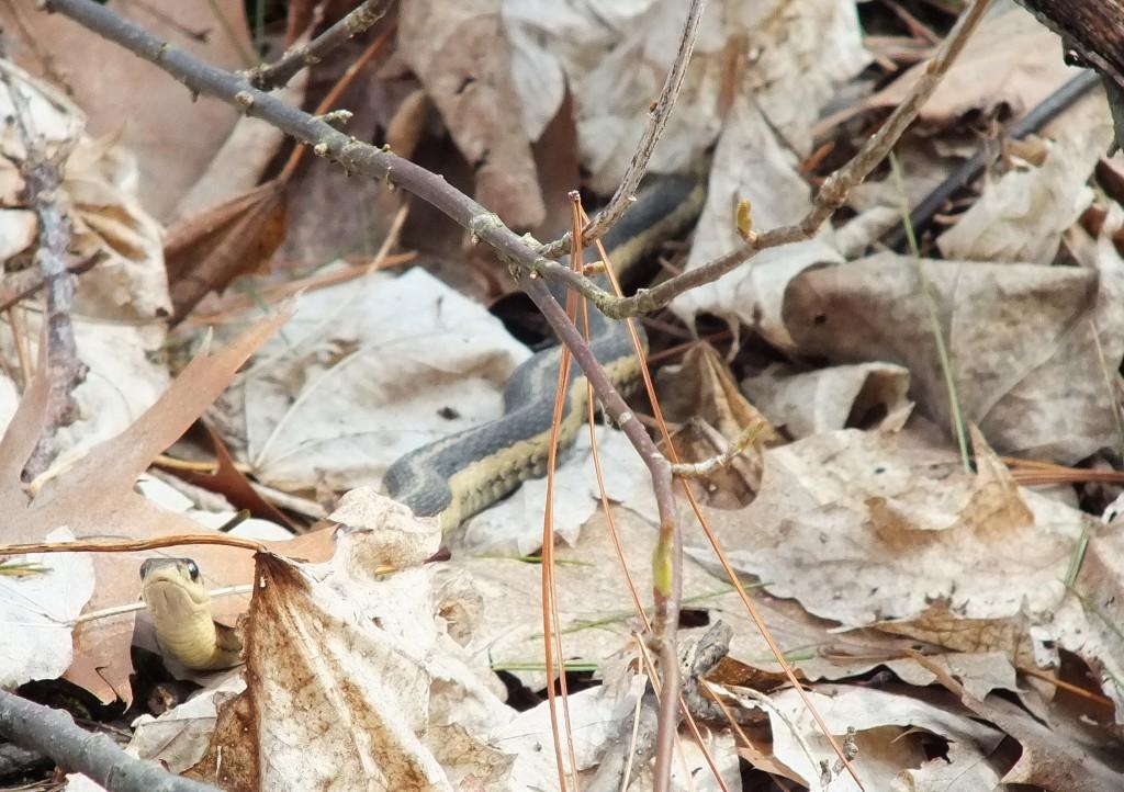 garter snake in world of leaves checks me out - thicksons woods - whitby