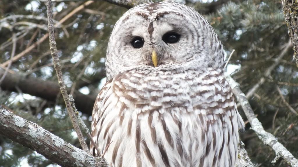 Barred Owl with yellow beak- Thickson's Woods - Whitby - Ontario